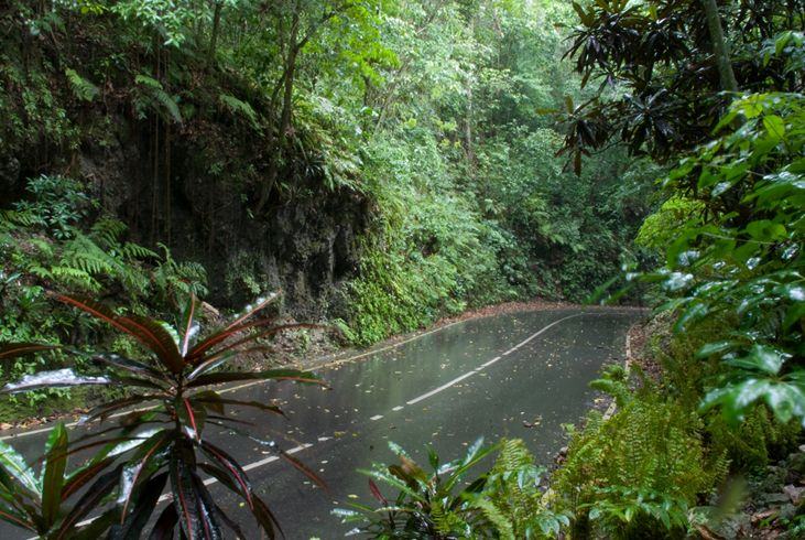 jamaica-get-away-travels-fern-gully