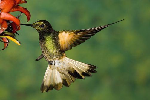 jamaica-get-away-travels-rockland-bird-sanctuary