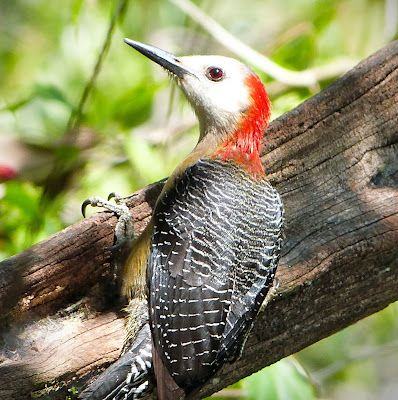 jamaica-get-away-travels-rockland-bird-sanctuary5