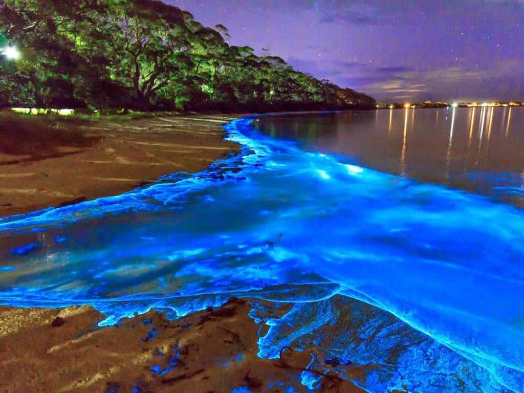 luminous-lagoon-night-cruise