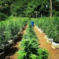 Jamaica is well known for its Marijuana plants, otherwise known as Weed or Ganja. The marijuana plantation Tour is one of the most sort after attractions here in Jamaica. So while in Jamaica be sure to enjoy this experience.